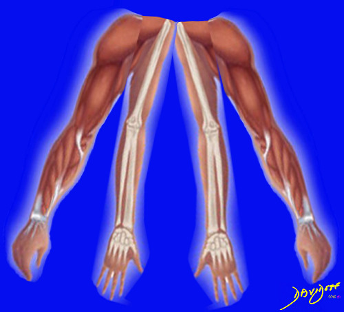 muscles, bones, joints, The Common Vein, Ashley Davidoff MD